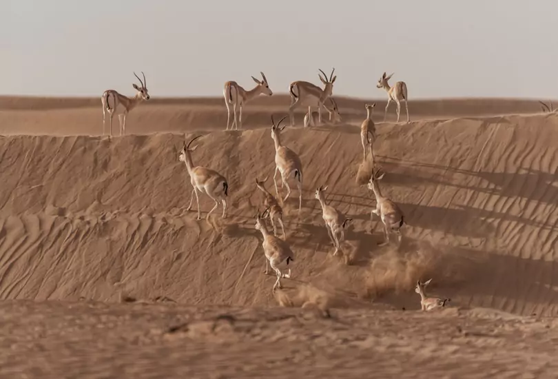 Al Qudra Desert