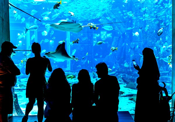 The Lost Chambers Aquarium, Dubai